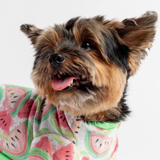 🍉 Watermelon Fruit Dog Pajamas – Soft & Cozy Velcro Onesie for Pets
